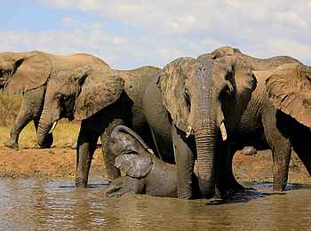 Kavinga Safari Camp: Elefanten am Schlammbad Kavinga Safari Camp: Elefanten am Schlammbad