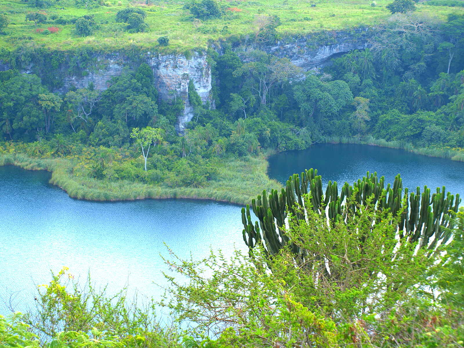 Kyaninga Lodge: Euphorbie am Kraterrand Kyaninga Lodge: Euphorbie am Kraterrand