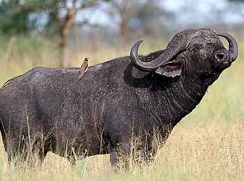 Legendary Mila Tented Camp: Büffel