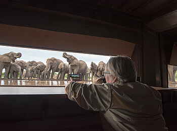 Mashatu Photographic Hide: Trinkende Elefanten