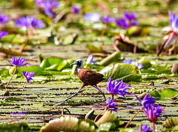Namoroka Tsingy Camp: Vogel zwischen Seerosen