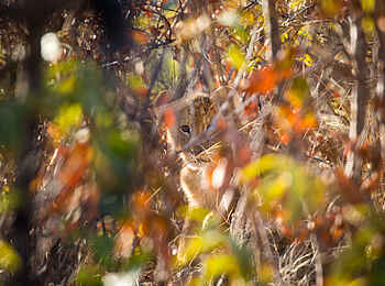 Ntemwa Busanga Bushcamp: Löwenbaby im Dickicht