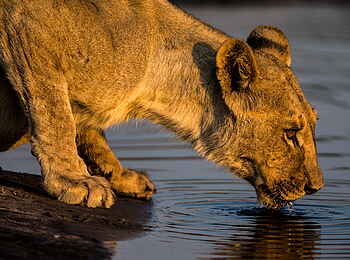 Selinda Camp: Löwe am Wasser