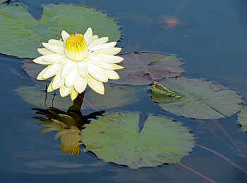 Splash Camp: Delta-Lilie