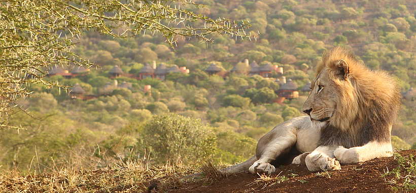 Thanda Safari Lodge: Ein Löwe hält Ausschau