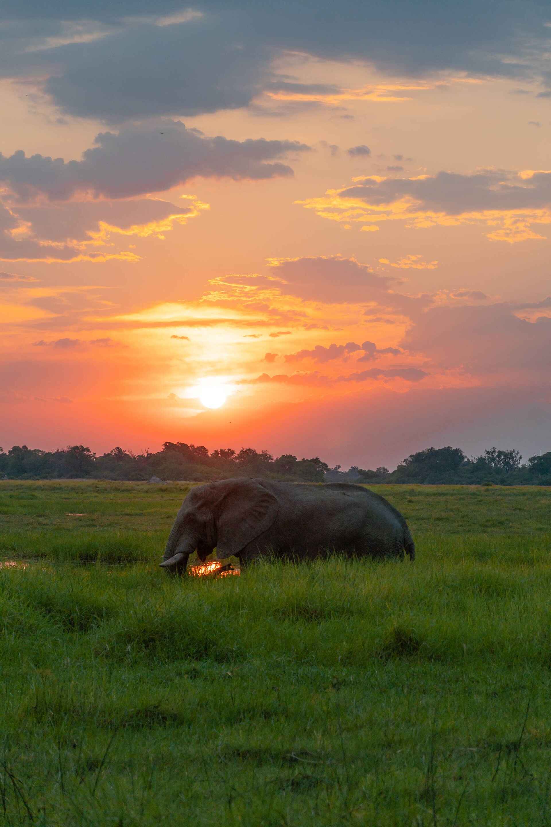Atzaro Okavango Camp: Elefant im Delta