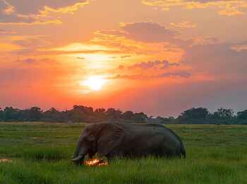 Atzaro Okavango Camp: Elefant im Delta