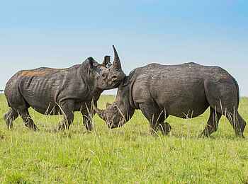 Basecamp Mara Houses: Zwei Nashörner Basecamp Mara Houses: Zwei Nashörner