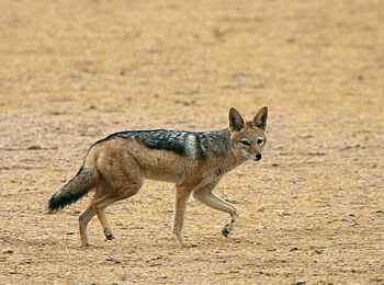 Doro Nawas: Schabrackenschakal