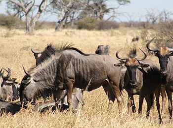 Ghoha Hills Savuti Lodge: Herdenwanderungen