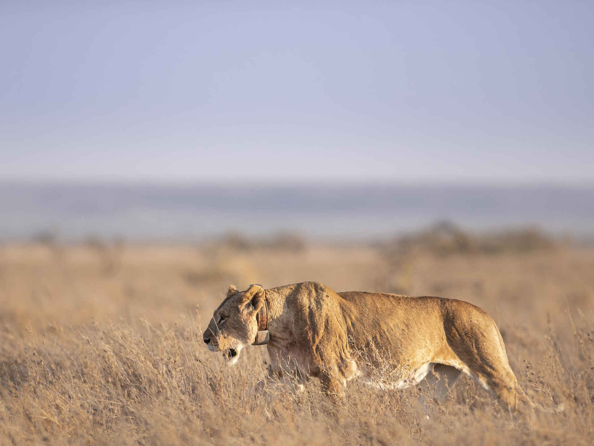 Eine Löwin streift durchs Gras