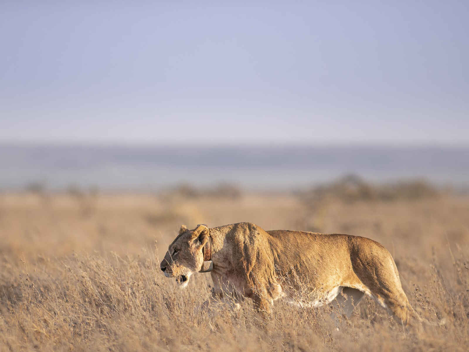 Governors' Mugie: eine Löwin streift durchs Gras Governors' Mugie: eine Löwin streift durchs Gras