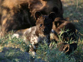 Kwara Camp: Wildhundwelpe Kwara Camp: Wildhundwelpe