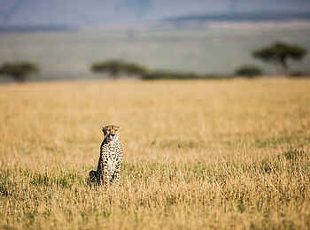Legendary Nyasi Tented Camp: Gepard