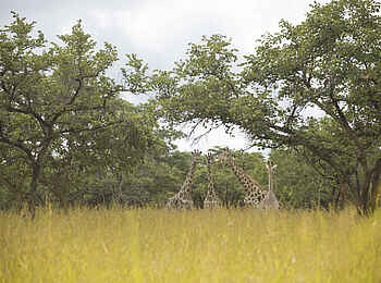 Lilayi: Giraffenquartett Lilayi: Giraffenquartett