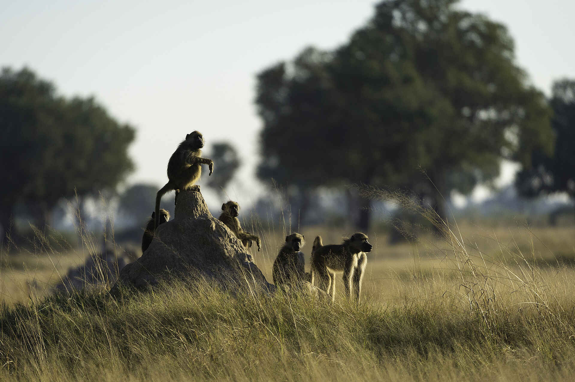 Linkwasha Camp: Affen auf Termitenhügel linkwasha camp, affen, tiere
