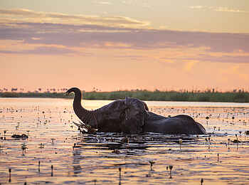 Little Duma Tau Camp: Elefant