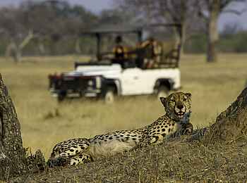 Little Makalolo Camp: Ruhender Gepard Little Makalolo Camp: Ruhender Gepard