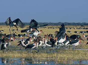 Machaba Camp: Marabus