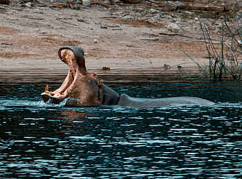 Meno a Kwena Camp: Nilpferd Meno a Kwena Camp: Nilpferd