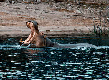 Meno a Kwena Camp: Nilpferd