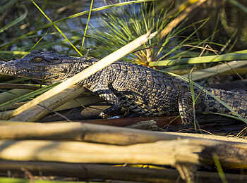 Monachira Camp: Krokodil Monachira Camp: Krokodil