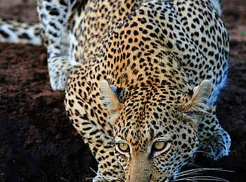 Motswari Game Lodge: Leopard am Wasserloch