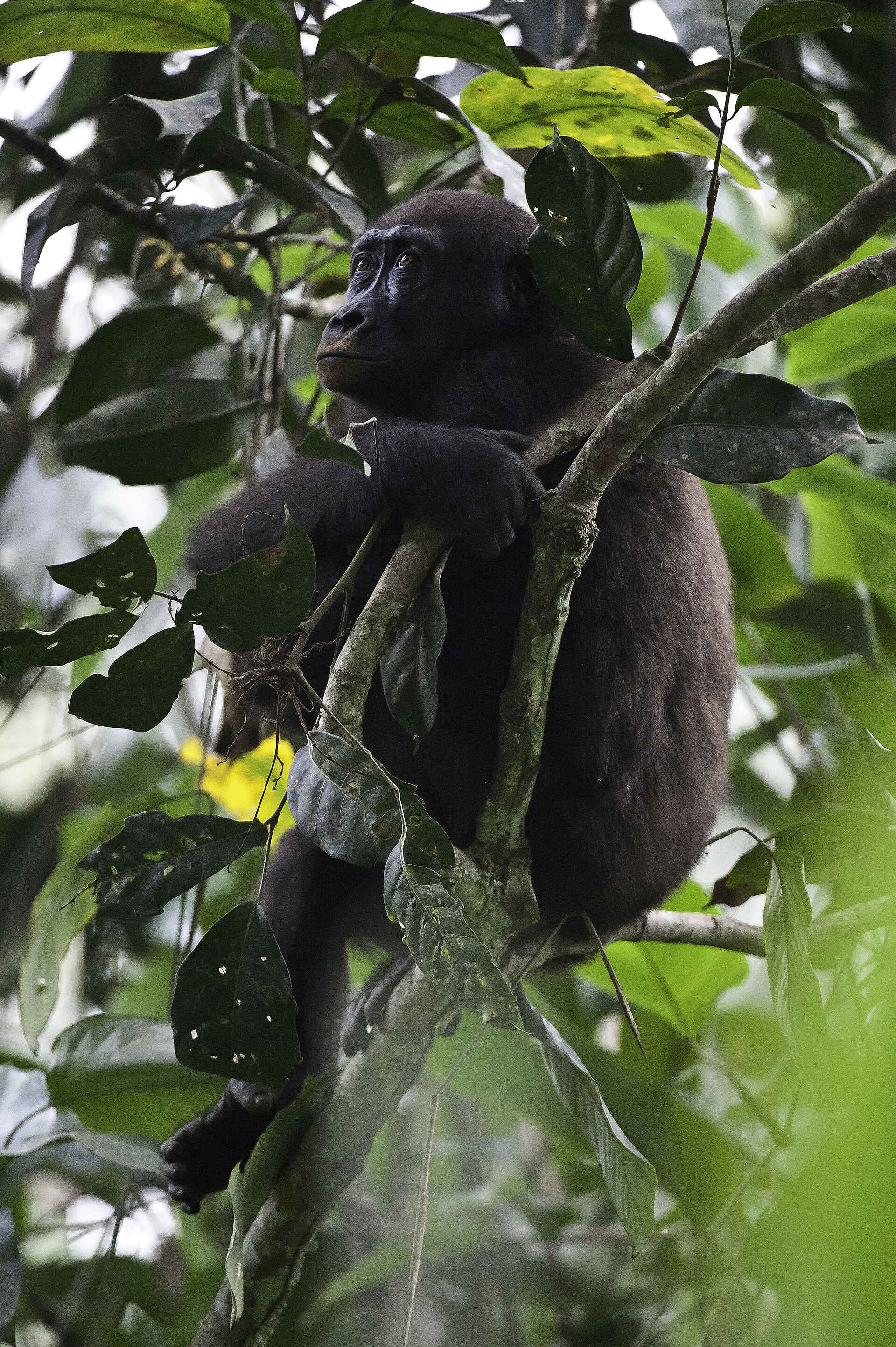 Odzala Camps: Gorillaweibchen