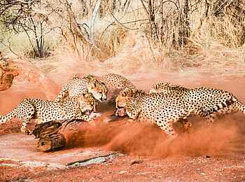 Okutala Lodge: Fressende Geparden Okutala Lodge: Fressende Geparden