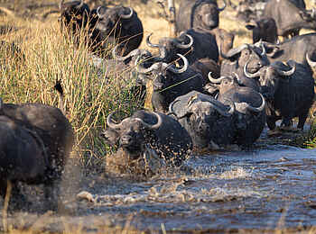 Sediba Sa Rona Lodge: Büffel