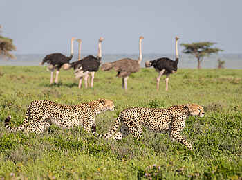 Serian's Serengeti Mobile Kusini Camp: Geparden