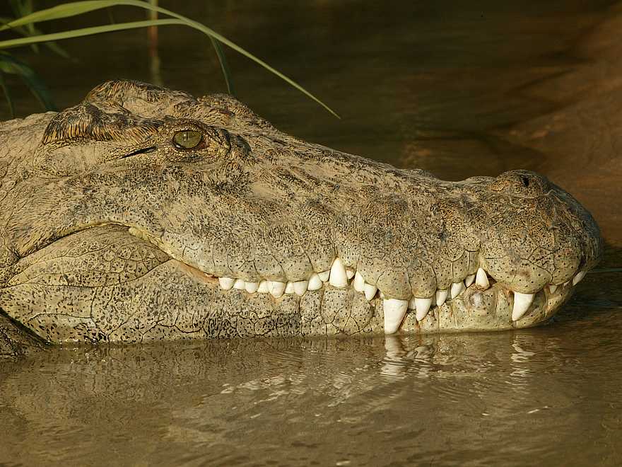 Serra Cafema: Krokodil Serra Cafema: Krokodil