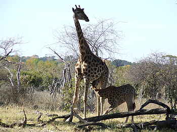 The Hide: Giraffenkuh mit Kalb The Hide: Giraffenkuh mit Kalb