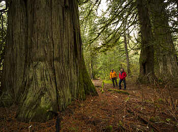 Tweedsmuir Park Lodge: Umliegender Regenwald