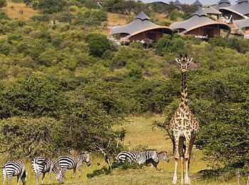 Mahali Mzuri: Giraffe und Zebras vor dem Camp