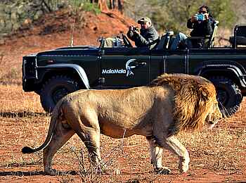 MalaMala Sable Camp: Lässiger Löwe