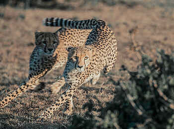 Ol Seki Hemingways Mara: Laufende Geparden
