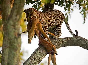 Selinda Camp: Leopard mit Jagdbeute