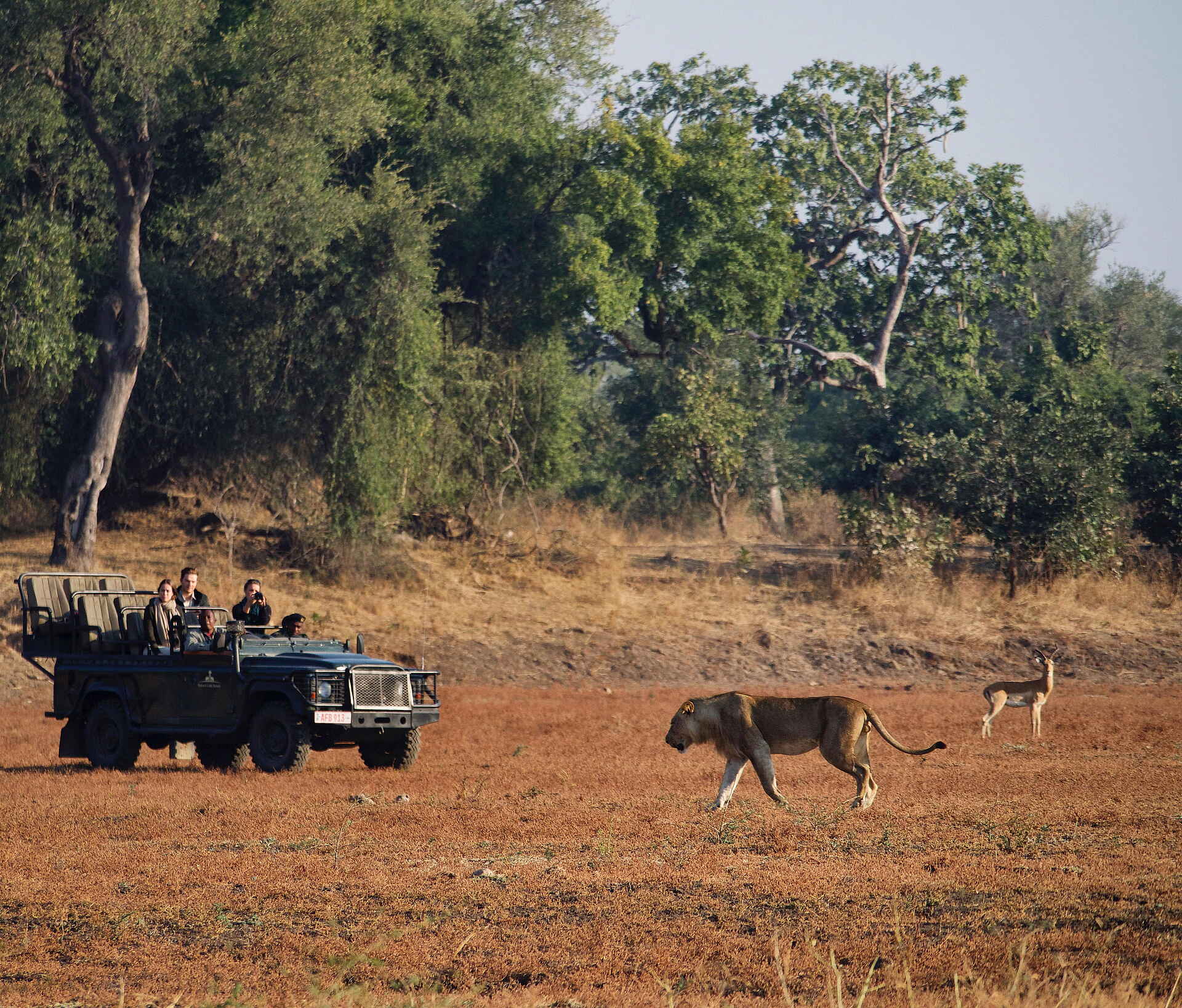 afrikarma, Bush Camp, Luangwa, Luxus, Mchenja, Nachhhaltigkeit, Safari, Sambia, South Luangwa National Park, Time + Tide, Time + Tide Mchenja, Walking Safari, Weite, Wildnis, Wildtiere, Afrikarma Safaris, Afrikarma Safaris. Wildnis. Hautnah., afrikarma.de, Time + Tide Africa, Tiere und Aktivitäten