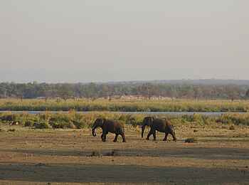 Anabezi Luxury Tented Camp: Elefantenpaar in der Ferne