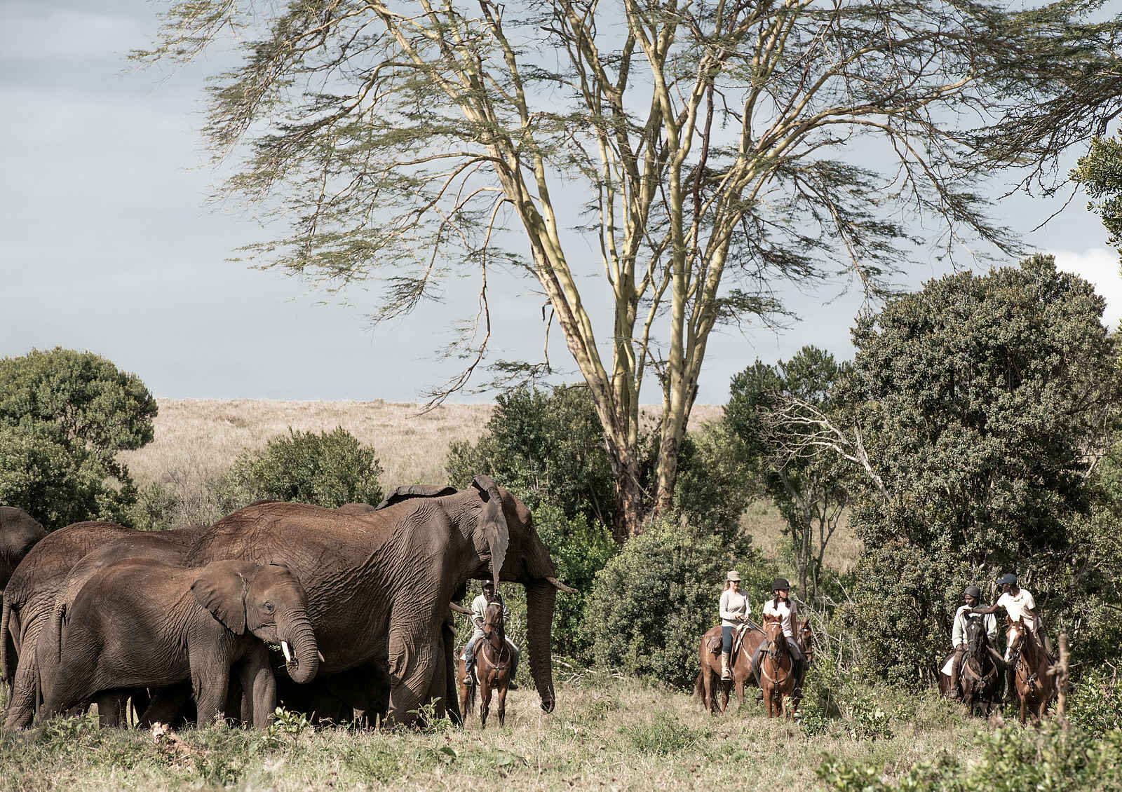 Borana Lodge: Eine Reitsafari Borana Lodge: Eine Reitsafari