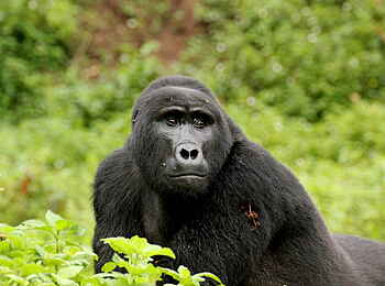 Buhoma Lodge: Gorilla auf einer Lichtung