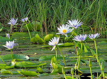 Camelthorn Lodge: Seerosen in einer der Pfannen Camelthorn Lodge: Seerosen in einer der Pfannen