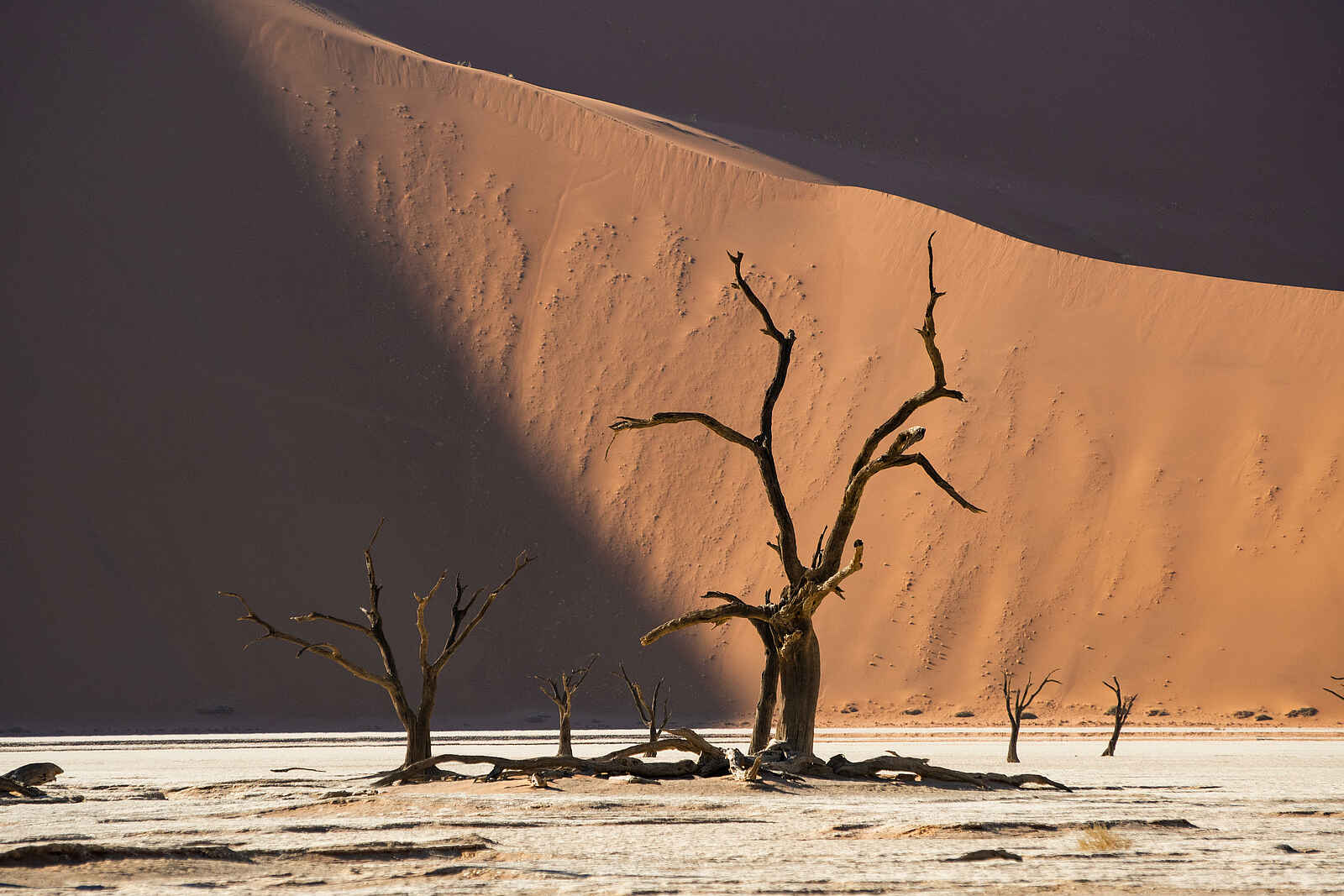 Camp Sossus: Deadvlei Camp Sossus: Deadvlei