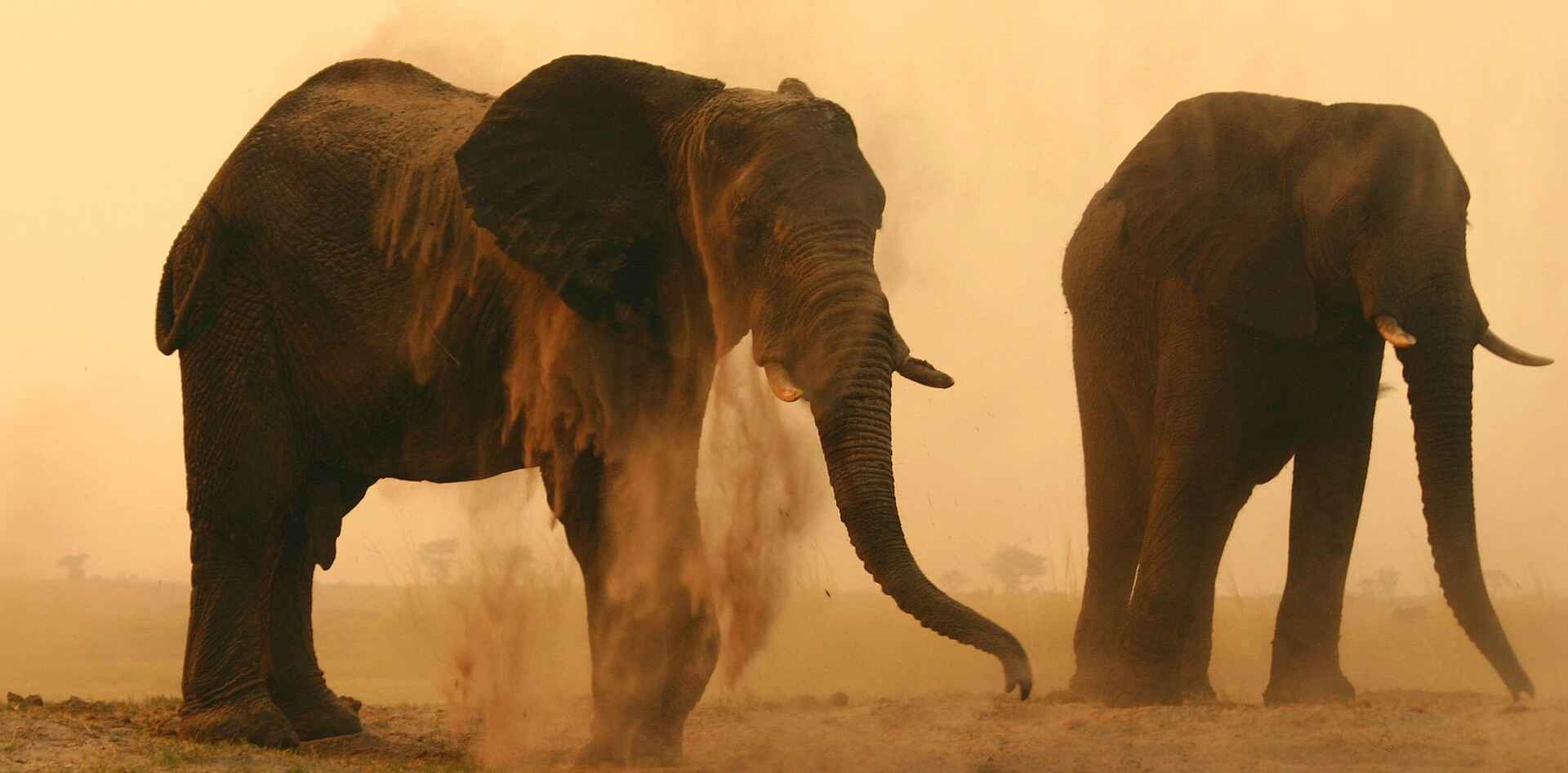 Chobe Elephant Camp: Elefanten beim Säubern
