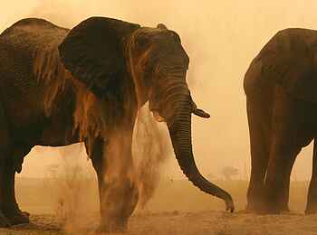 Chobe Elephant Camp: Elefanten beim Säubern Chobe Elephant Camp: Elefanten beim Säubern