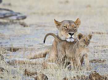 Davison's Camp: Verspielter Babylöwe Davison's Camp: Verspielter Babylöwe