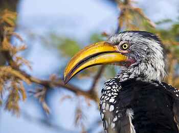 Etosha: Beeindruckende Vogelarten