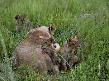 Ghoha Hills Savuti Lodge: Löwenbabys