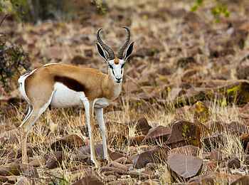 Grootberg Lodge: Springbock